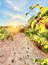 Vigneron : Domaine des Nibas