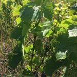 Qu'est ce que le vin naturel ?