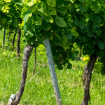 Le champagne biodynamique