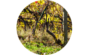 Qu'est-ce que la viticulture Biodynamique ?