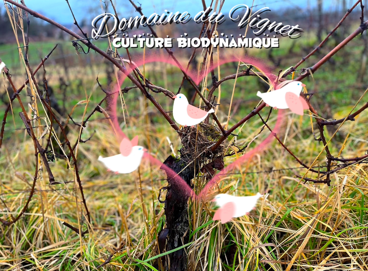 Mousseux aromatisé Domaine du Vignet Mousseux aromatisé Domaine du Vignet