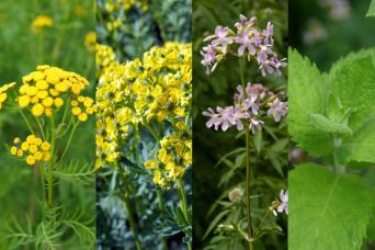 La cuvée Infusion 4 Plantes