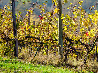 Domaine Vincent Fleith