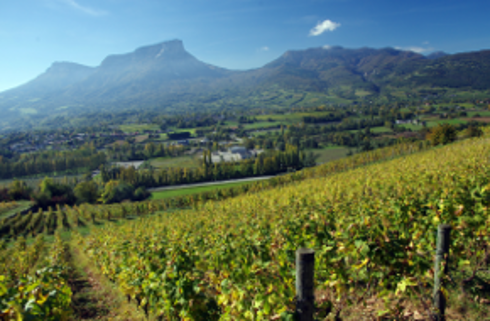 Région viticole : Jura