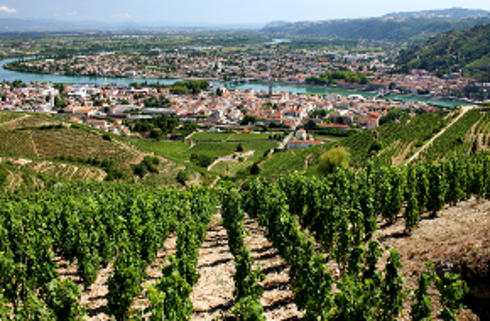 Région viticole : Rhône