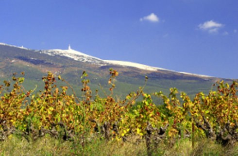 Région viticole : Provence