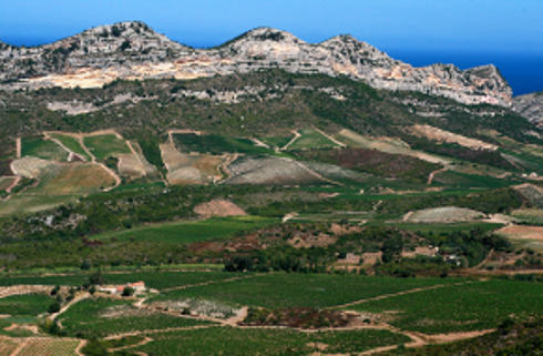 Région viticole : Corse
