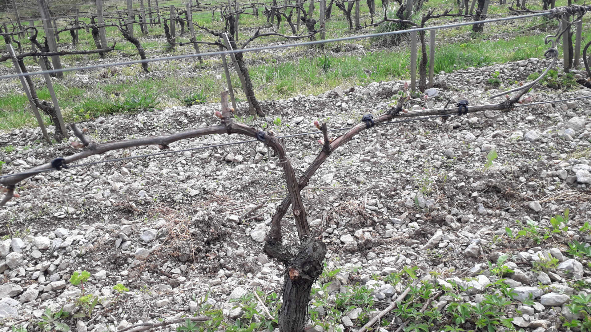Les différentes tailles de la vigne