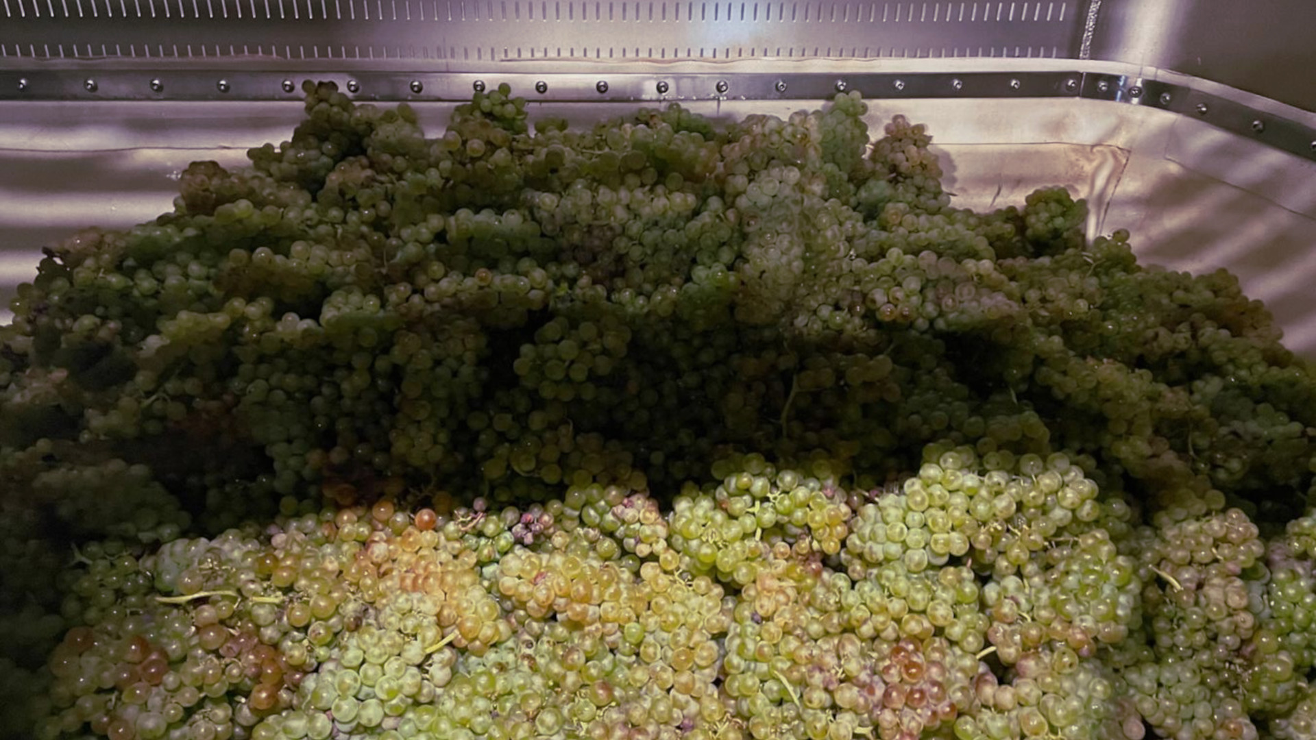 des vendanges 2024 très disparates : nos vignerons nous racontent
