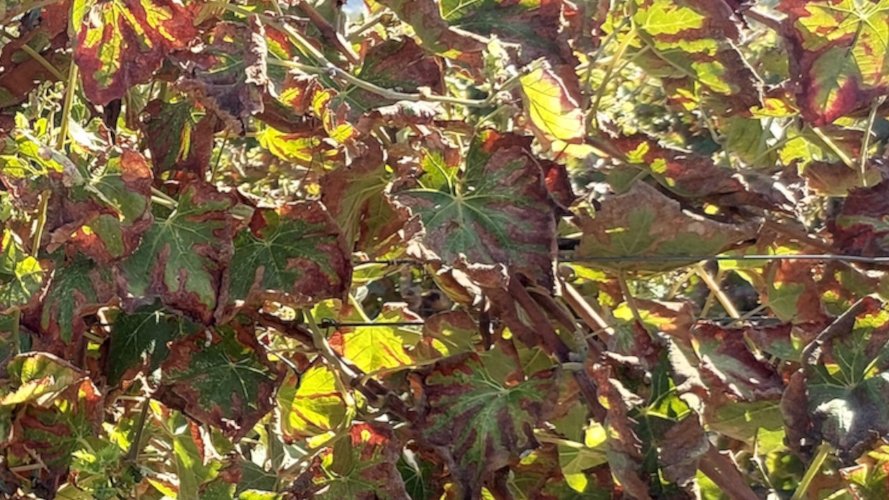La cicadelle africaine de la vigne