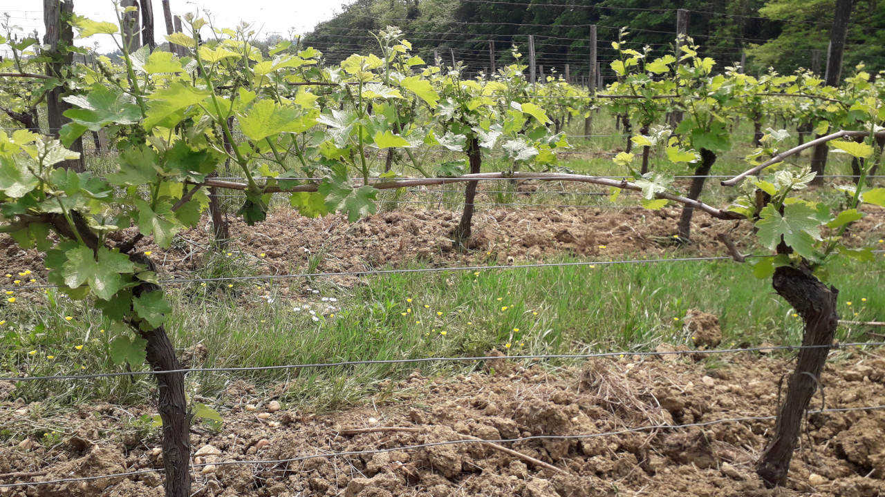 Les biostimulants pour renforcer la vigne : une forte complémentarité avec la gestion de son sol