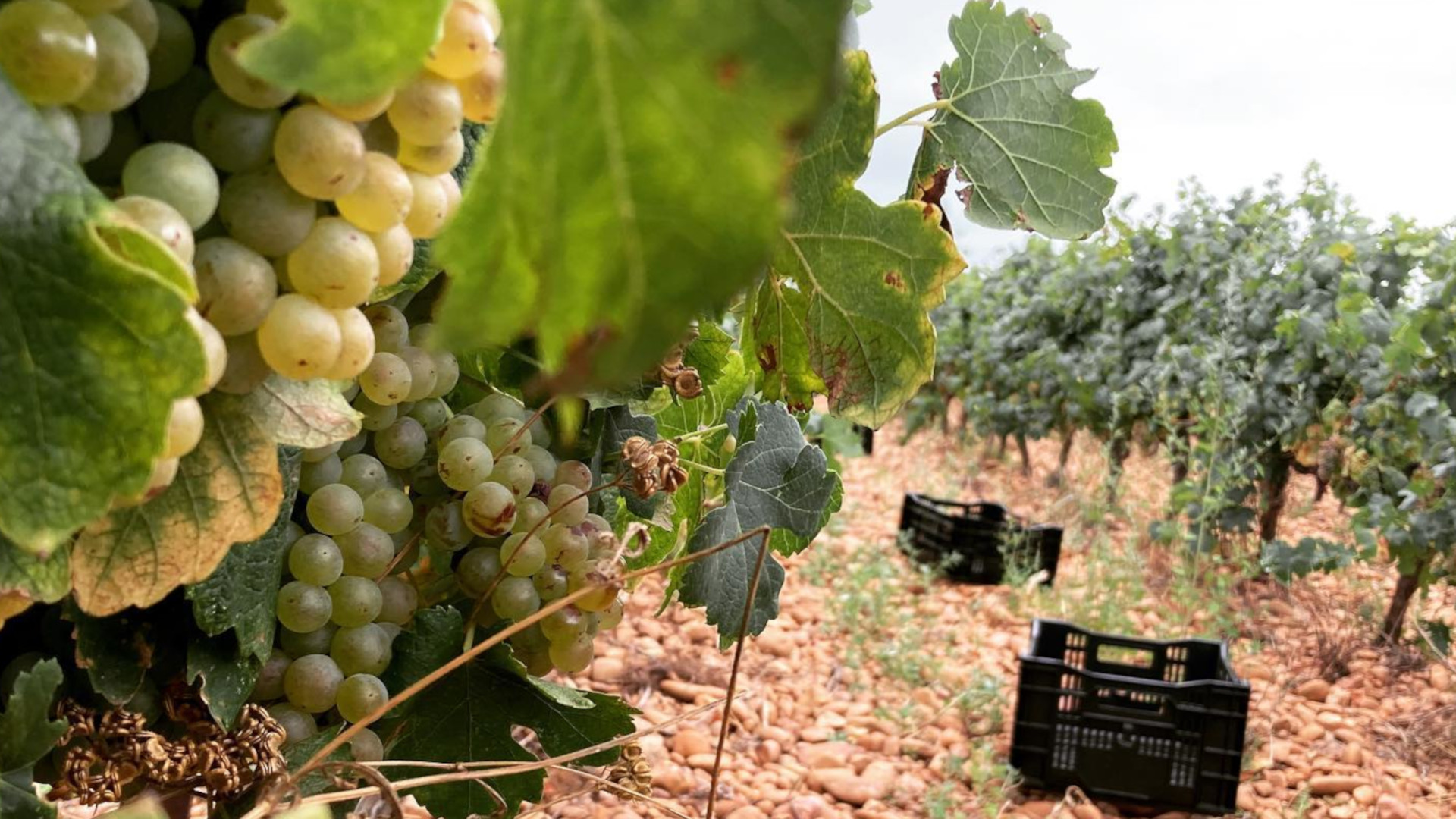 Vous souhaitez vendanger ? les accessoires indispensables pour les vendanges