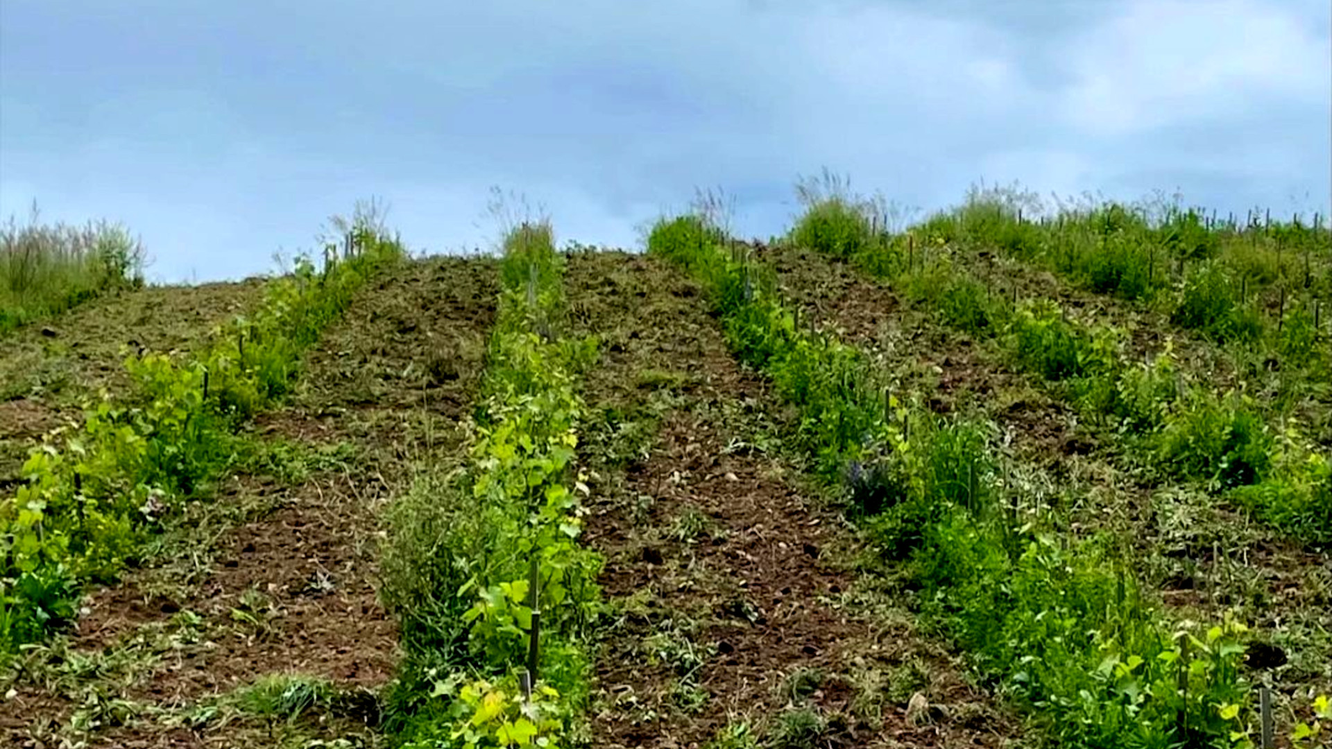 Gestion de l'enherbement en viticulture : un outil puissant