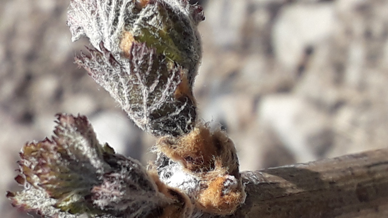Comment réduire l'impacte du gel de printemps sur la vigne ? 3 actions qui limitent les gelées printanières