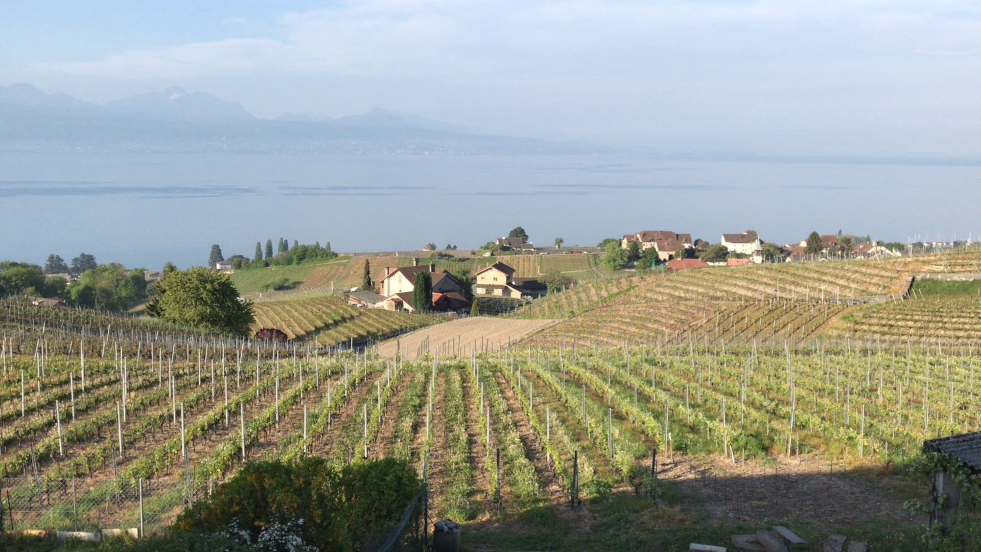 Vin naturel : notre définition et notre sélection de vin nature