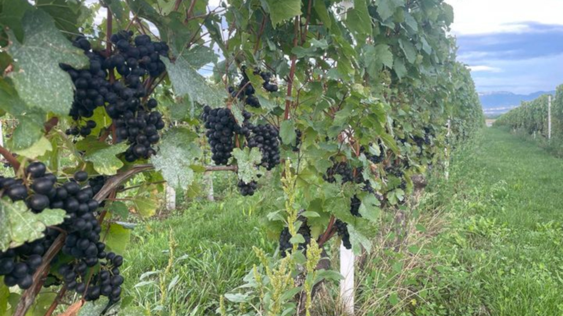 Vendanges 2024 : Comment se décide la date des vendanges ?