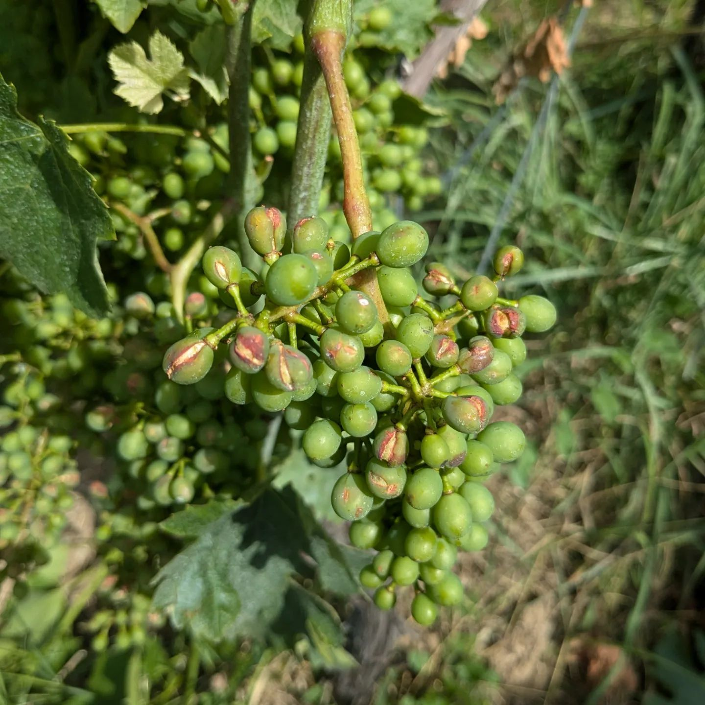 la grêle ravage les vignobles : conséquences sur les raisins qui restent 