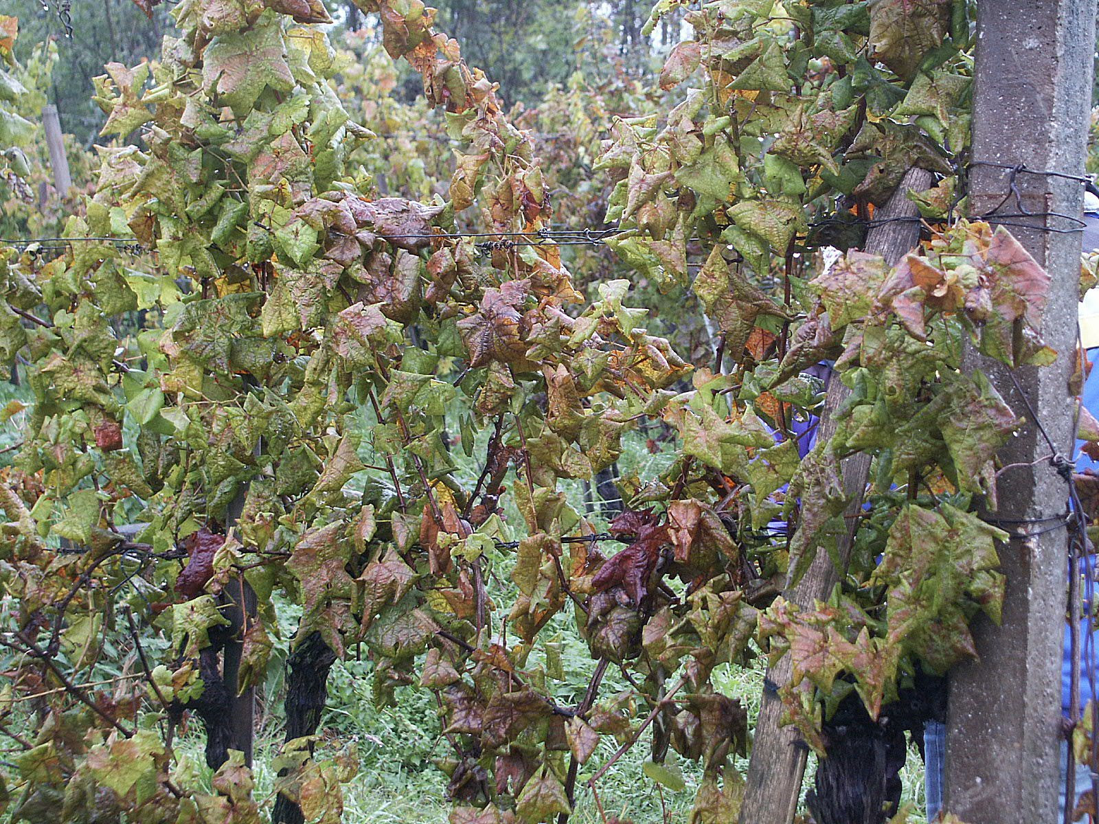 Vignes en friche : refuge au mildiou et à la flavescence dorée