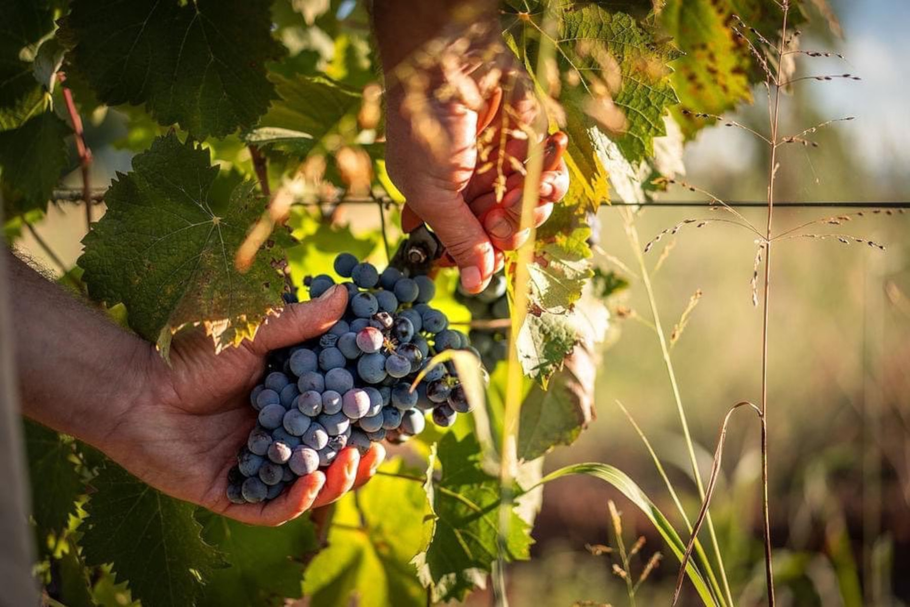 Une vendange prometteuse après un démarrage très compliqué : l'espoir renaît dans certains vignobles