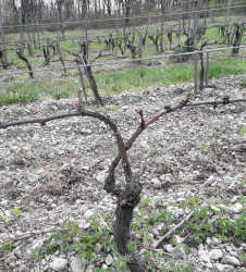 taille-de-la-vigne-c-est-technique
