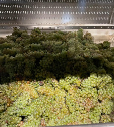 vendanges-2024-tres-disparates-nos-vignerons-nous-racontent