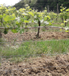 les-biostimulants-pour-renforcer-la-vigne-et-le-sol