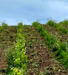gestion-de-enherbement-vigne-un-outil-puissant