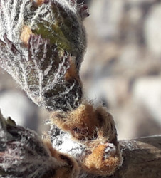 comment-reduire-impacte-gel-printemps-vigne