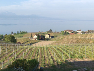 vin-naturel-definition-selection-vin-nature