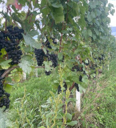 vendanges-2024-comment-ce-decide-la-date-des-vendanges