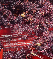 les-aromes-varietaux-du-vin-thiols-terpenes-et-pyrazines