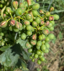 la-grele-ravage-les-vignobles-consequences-sur-les-raisins-qui-restent-