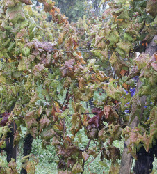 vignes-en-friche-refuge-au-mildiou-et-a-la-flavescence-doree
