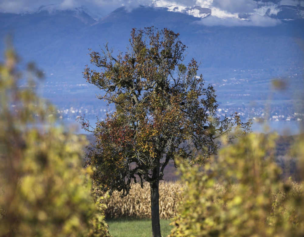 Domaine LES VIGNES DE PARADIS